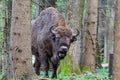 Bison in the forest in the Bialowieza National Park