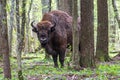 Bison in the forest in the Bialowieza National Park