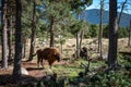 bison in the forest in the parc animalier des Angles in Capcir Royalty Free Stock Photo