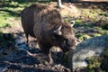 bison in the forest in the parc animalier des Angles in Capcir Royalty Free Stock Photo