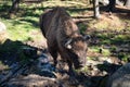 Bison in the forest in the parc animalier des Angles in Capcir Royalty Free Stock Photo