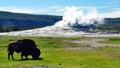 Bison in front of a steaming Old Faithful Royalty Free Stock Photo