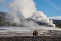 Bison and giant geyser Royalty Free Stock Photo