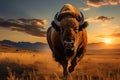 Bison gracefully moving across Yellowstones grassland during the sunset Royalty Free Stock Photo