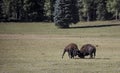 Bison Grand Canyon National Park