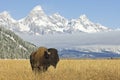 Bison at Grand Teton Royalty Free Stock Photo