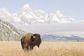 Bison at Grand Teton Mountains Royalty Free Stock Photo