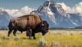 Bison at Grand Teton Mountains Royalty Free Stock Photo