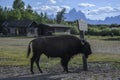 Bison in Grand Teton National Park Royalty Free Stock Photo