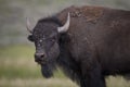 Bison in Grand Teton National Park Royalty Free Stock Photo