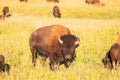 Bison in Grand Teton National Park USA Royalty Free Stock Photo