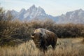 Bison in Grand Teton National Park