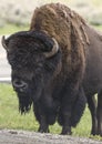 Bison Grand Tetons 2014 and 2015 Royalty Free Stock Photo