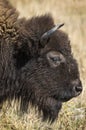 Bison Grand Tetons 2014 and 2015 Royalty Free Stock Photo