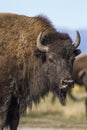 Bison Grand Tetons 2014 and 2015 Royalty Free Stock Photo