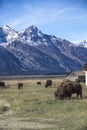 Bison Grand Tetons 2014 and 2015