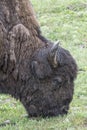 Bison Grand Tetons 2014 and 2015 Royalty Free Stock Photo