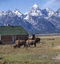 Bison Grand Tetons 2014 and 2015 Royalty Free Stock Photo