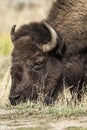 Bison Grand Tetons 2014 and 2015 Royalty Free Stock Photo