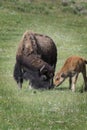 Bison Grand Tetons 2014 and 2015 Royalty Free Stock Photo