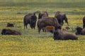 Bison Grand Tetons 2014 and 2015 Royalty Free Stock Photo