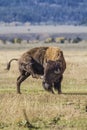 Bison Grand Tetons 2014 and 2015 Royalty Free Stock Photo