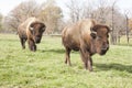Bison at Grant's Farm Royalty Free Stock Photo