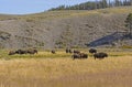 Bison on the Grasslands in the American West