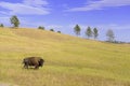 Bison in Grasslands, Wind Cave National Park, South Dakota