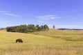 Bison in Grasslands, Wind Cave National Park, South Dakota