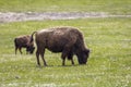 Bison in grasslands of Yellowstone National Park in Wyoming in t Royalty Free Stock Photo