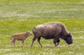 Bison in grasslands of Yellowstone National Park in Wyoming in t Royalty Free Stock Photo