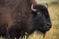 Bison in grasslands of Yellowstone National Park in Wyoming Royalty Free Stock Photo