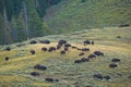 Bison in grasslands of Yellowstone National Park in Wyoming Royalty Free Stock Photo