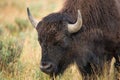 Bison in grasslands of Yellowstone National Park in Wyoming Royalty Free Stock Photo