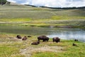 Bison in grasslands of Yellowstone National Park in Wyoming Royalty Free Stock Photo