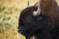 Bison in grasslands of Yellowstone National Park in Wyoming Royalty Free Stock Photo