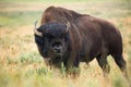 Bison in grasslands of Yellowstone National Park in Wyoming Royalty Free Stock Photo