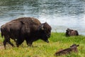 Bison in grasslands of Yellowstone National Park in Wyoming Royalty Free Stock Photo