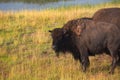 Bison in grasslands of Yellowstone National Park in Wyoming, USA Royalty Free Stock Photo