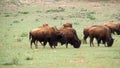 Bison graze with one bull sticking out his black tongue Royalty Free Stock Photo