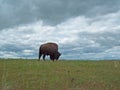 Bison Grazing Royalty Free Stock Photo