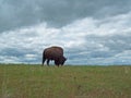 Bison Grazing