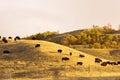 Bison grazing in Buffalo Pound Park