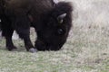 Bison Grazing In Early Spring Royalty Free Stock Photo