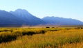 Bison grazing in the evening in the Grand Tetons