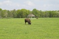 Bison grazing in the field