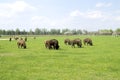 Bison grazing in the field Royalty Free Stock Photo