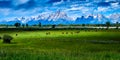 Bison grazing at Grand Teton National Park Royalty Free Stock Photo