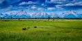 Bison grazing at Grand Teton National Park Royalty Free Stock Photo